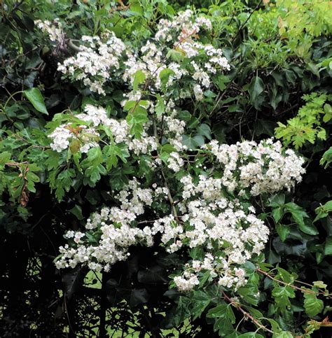 tree with white cluster blooms.